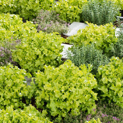 Lettuce Seeds - Salad Bowl - Green