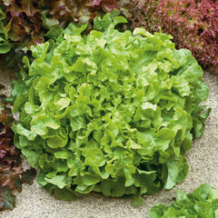 Lettuce Seeds - Salad Bowl - Green