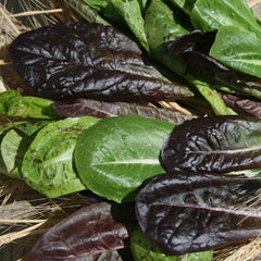 Lettuce Seeds - Tricolor Romaine Mix