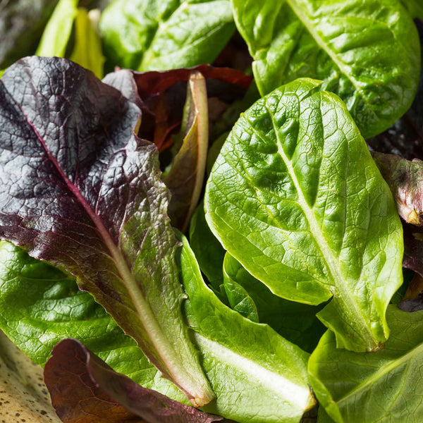 Lettuce Seeds - Tricolor Romaine Mix