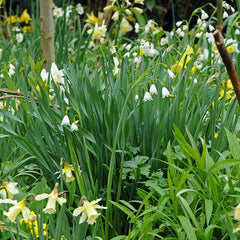 Giant Snowdrops