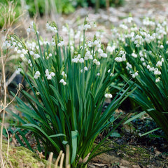 Giant Snowdrops