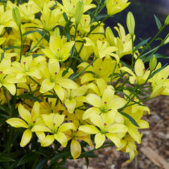 Yellow Cocotte Lily