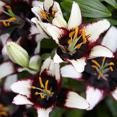 Black Eye Asiatic Lily Bulbs