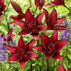 Hot Chocolate Asiatic Lily Bulbs Mix