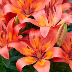 Matrix Asiatic Lily Bulbs