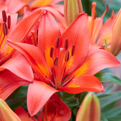 Matrix Asiatic Lily Bulbs