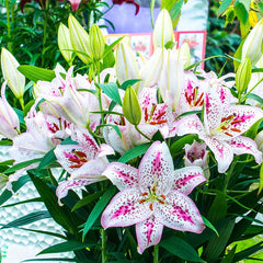 Solution Oriental Lily Bulbs
