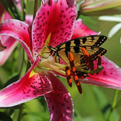 Stargazer Oriental Lily Bulbs