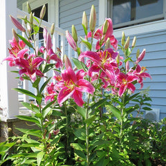 Stargazer Oriental Lily