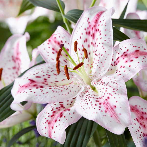 Solution Oriental Lily Bulbs