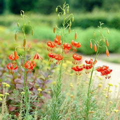 Turk's Cap Lily Bulbs
