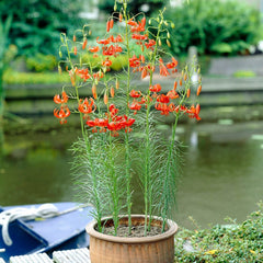 Turk's Cap Lily