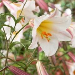 Regale Trumpet Lily Bulbs
