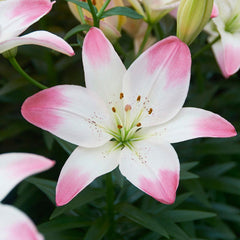 Sugar Love Lily