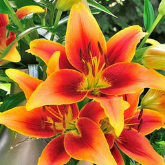 Kaveri Oriental Asiatic Lily Bulbs