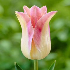 Tickled Pink Tulip Flower Bulb Collection