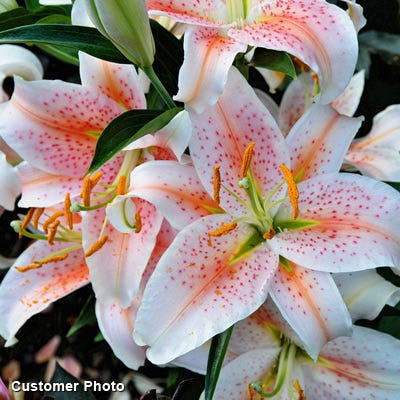 Salmon Star Oriental Lily Bulbs
