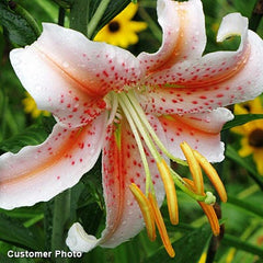 Salmon Star Oriental Lily Bulbs