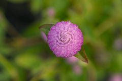 Lavender Lady