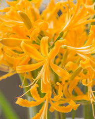 Lycoris Aurea Spider Lilies Bulbs Radiata Hurricane Lily Cluster Amayllis Growing Bonsai Roots Rhizomes Corms Tubers Potted Planting Reblooming Fragrant Garden Species Blooms Flower Seeds Plant Gardening