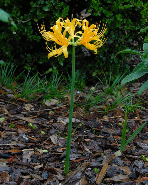 Lycoris Aurea Spider Lilies Bulbs Radiata Hurricane Lily Cluster Amayllis Growing Bonsai Roots Rhizomes Corms Tubers Potted Planting Reblooming Fragrant Garden Species Blooms Flower Seeds Plant Gardening
