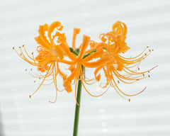 Lycoris Aurea Spider Lilies Bulbs Radiata Hurricane Lily Cluster Amayllis Growing Bonsai Roots Rhizomes Corms Tubers Potted Planting Reblooming Fragrant Garden Species Blooms Flower Seeds Plant Gardening