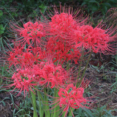 Perennial Lycoris Radiata Red Spider Lily Bulbs Hurricane Cluster Amayllis Growing Bonsai Roots Rhizomes Corms Tubers Potted Planting Reblooming Fragrant Garden Species Blooms Flower Seeds Plant Gardening