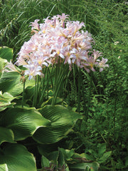 Lycoris Squamigera Spider Lilies Bulbs Radiata Hurricane Lily Cluster Amayllis Growing Bonsai Roots Rhizomes Corms Tubers Potted Planting Reblooming Fragrant Garden Species Blooms Flower Seeds Plant Gardening