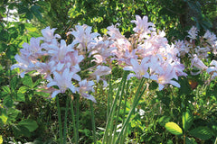 Lycoris Squamigera Spider Lilies Bulbs Radiata Hurricane Lily Cluster Amayllis Growing Bonsai Roots Rhizomes Corms Tubers Potted Planting Reblooming Fragrant Garden Species Blooms Flower Seeds Plant Gardening
