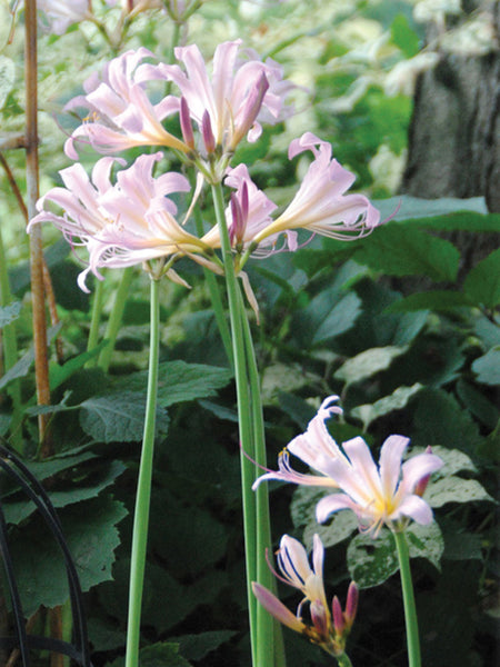 Lycoris Squamigera Spider Lilies Bulbs Radiata Hurricane Lily Cluster Amayllis Growing Bonsai Roots Rhizomes Corms Tubers Potted Planting Reblooming Fragrant Garden Species Blooms Flower Seeds Plant Gardening