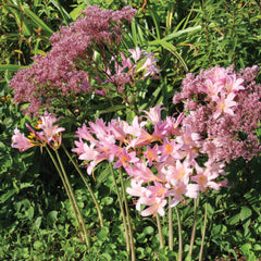 Lycoris Squamigera Spider Lilies Bulbs Radiata Hurricane Lily Cluster Amayllis Growing Bonsai Roots Rhizomes Corms Tubers Potted Planting Reblooming Fragrant Garden Species Blooms Flower Seeds Plant Gardening - Seedsplant