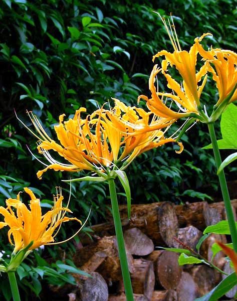 Lycoris Aurea Spider Lilies Bulbs Radiata Hurricane Lily Cluster Amayllis Growing Bonsai Roots Rhizomes Corms Tubers Potted Planting Reblooming Fragrant Garden Species Blooms Flower Seeds Plant Gardening