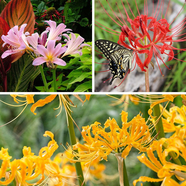 Magic Spider Lily Bulb Collection