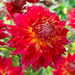 Manhattan Island Dinner Plate Dahlia