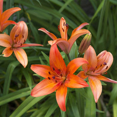 Matrix Asiatic Lily Bulbs