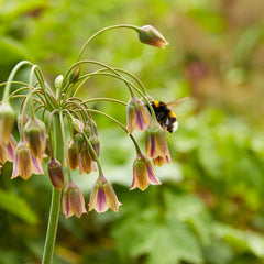 Mediterranean Bells