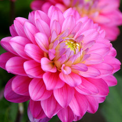 Rainbow Dahlia Collection