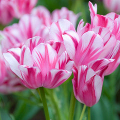 Flaming Club Multiple Flowering Single Late Tulip