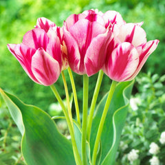Flaming Club Multiple Flowering Single Late Tulip