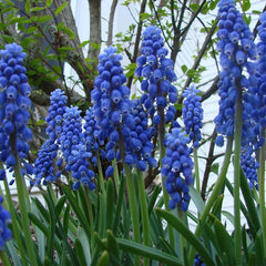 Ballerina Flower Bulb Collection