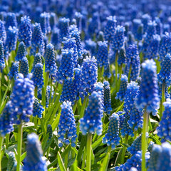 Blue River Bulb Collection