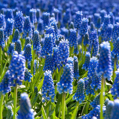 Naturalizing Lawn Bulb Collection