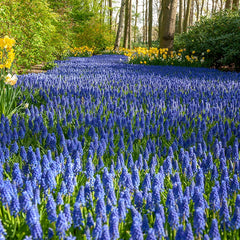 Grape Hyacinth