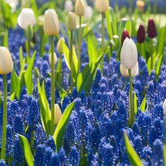 Grape Hyacinth
