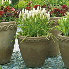 White Grape Hyacinth