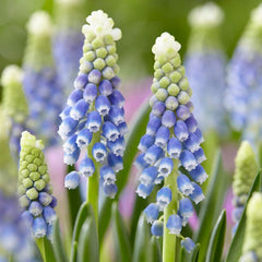 Spring Romance Bulb Collection
