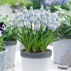 Peppermint Grape Hyacinth