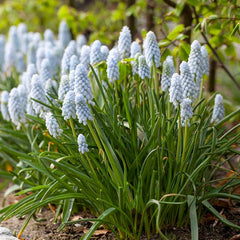 Peppermint Grape Hyacinth