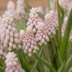 Tiny Dancers Bulb Collection